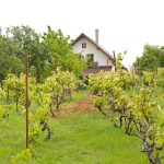 Casa-din-Vie-01-17-2