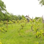 Casa-din-Vie-01-19-2