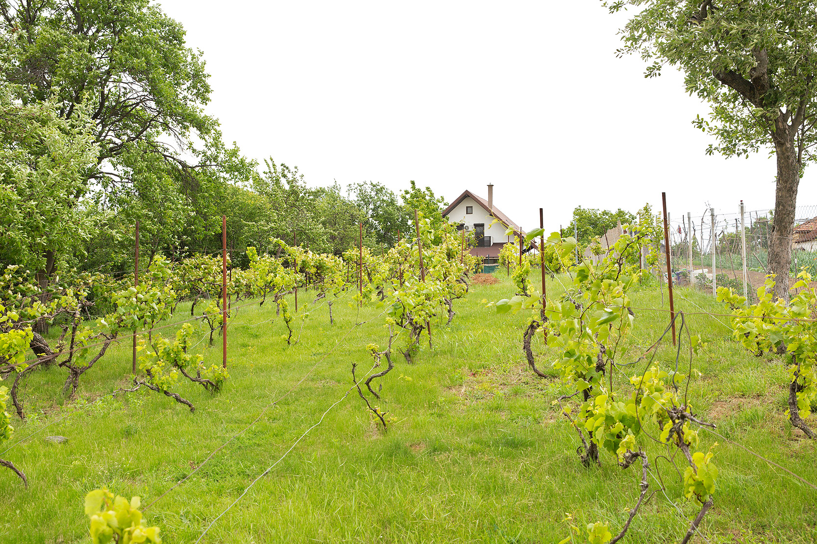 Casa-din-Vie-01-19-2